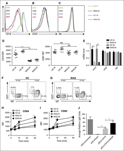 WASP positively regulates the CD19 transcription. HCs and WAS naive and memory B cells were distinguished by IgD and CD27 staining. Surface staining of CD19 (A) and FcγRIIB (B) and intracellular staining of Btk (C) in naive or memory B cells. The quantification of MFI of CD19 and CD81 in naive or memory B cells from HCs or WAS patients (P4-P13) (D). HCs and WAS naive and memory B cells were sorted by CD19, CD27, and IgD staining, and sorted cells were lysed for mRNA extraction. Real-time polymerase chain reaction was performed by using primers specific for cd19, cd32, and btk (E). Enriched B cells from HCs (F) and WAS (P3-P15) (G) PBMCs were stimulated with soluble antigens for varying lengths of time, fixed, and stained with anti-CD69 and CD80 antibody for flow cytometry. The quantification of MFI of CD69 (H) and CD80 (I) in naive or memory B cells from HCs or WAS patients. 293 cells in 24-well plates were transfected with 0.45 μg pGL3-CD19, 0.45 μg pcDNA3.1or pcDNA3.1-WASP, and 0.045 μg pRL-TKB (internal control) for 24 hours following with luciferase reporter assay, pGL3-promoter, and pGL3-basic used as positive and negative controls (J).