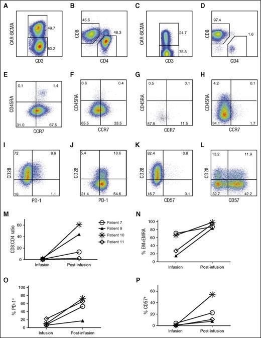 Figure 5. CAR-BCMA T cells became more differentiated after infusion. For A-L, cells from patient 10 are shown. All plots are gated on live lymphocytes, and the numbers on the plots are the percentages of cells in the indicated regions of the plots. Staining for CAR-BCMA was performed with PE-BCMA-Fc. All postinfusion samples were PBMCs that were collected 16 days after CAR-BCMA T-cell infusion. (A) Cells from the time of infusion (infusion cells) were stained for CD3 and CAR-BCMA. (B) This plot is gated on the CD3+CAR+ infusion cells. (C) Postinfusion cells were stained for CD3 and CAR-BCMA. (D) This plot is gated on postinfusion CD3+CAR+ cells. CAR T cells after infusion were predominantly CD8+. (E) CCR7 and CD45RA expression of CD3+CD4+CAR+ infusion cells is shown. (F) CCR7 and CD45RA expression of CD3+CD8+CAR+ infusion cells is shown. (G) CCR7 and CD45RA expression of postinfusion blood CD3+CD4+CAR+ T cells. (H) CCR7 and CD45RA expression of postinfusion blood CD3+CD8+CAR+ T cells. (I) CD3+CD8+CAR+ infusion cell PD-1 and CD28 expression are shown. (J) PD-1 and CD28 expression is shown on postinfusion blood CD3+CD8+CAR+ T cells. (K) CD57 and CD28 expression on CD3+CD8+CAR+ infusion cells is shown. (L) CD57 and CD28 expression of postinfusion blood CD3+CD8+CAR+ T cells is shown. For M-P, results are shown for all 4 patients with sufficient blood CAR-BCMA+ T cells from 7 to 16 days after infusion for analysis. Gating and analysis were performed as described above in A-L. The results are all for live CD3+CAR+ cells. The symbols shown in M correspond to the same patients for M-P. (M) The CD8+ to CD4+ ratio of CAR-BCMA T cells increased for all 4 assessable patients between infusion and the time the postinfusion samples were collected. The percentage of CD8+ CAR-BCMA T cells with (N) EM or EMRA phenotypes, (O) PD-1 expression, and (P) CD57 expression increased in all 4 assessable patients between infusion and the time a postinfusion sample was collected.