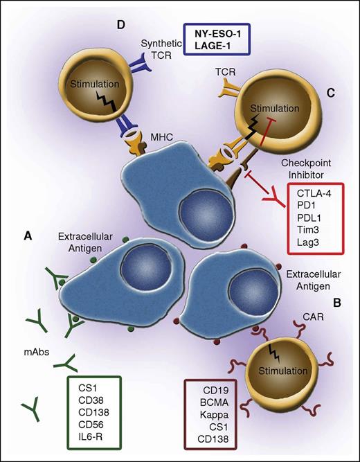 Figure 1. Immunotherapy targets in MM. (A) Monoclonal antibodies binding to targets present in the extracellular compartment of myeloma cells. Outlined are monoclonal antibody targets under clinical development. (B) Chimeric antigen receptors present on the surface of transformed T cells recognizing cell surface antigens on myeloma cells in an HLA-independent manner presentation. Outlined are current MM CAR target molecules. (C) Checkpoint inhibitors interrupting the T-cell inhibitory pathway. Outlined are the known checkpoint inhibitor target molecules. (D) Synthetic T cell receptors present on the surface of transformed T cells, recognizing targets presented in an HLA-restricted manner. Outlined are known synthetic TCR target molecules being examined in MM. mAbs, monoclonal antibodies.
