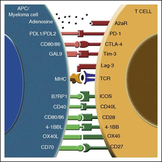 Figure 2. Signaling between T cells and APCs. This figure illustrates the different possible costimulatory and coinhibitory molecular interactions between T cells and APCs (or myeloma cell). The upper half (red) shows the inhibitory signals and the lower half (green) depicts the activating interactions.