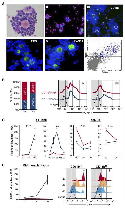 Figure 1. Macrophage subsets in WT mice at steady state and during response to stress. (A) Morphology and expression of F4/80, CD11b, and VCAM-1 was analyzed in EI preparations isolated from spleens of PHZ-treated or Epo-treated mice on day 4; Hema3 stain: note the different maturation stages of Ebs that adhere to themselves and to the central macrophage engorged in damaged red cells after PHZ treatment (i); and DAPI-counterstained EIs (ii-v). Light green stain for F4/80 and magenta nuclear stain (assigned color) for surrounding Ebs (ii); light green CD11b+ cells (iii); dotted circles indicate central macrophages. Light green F4/80+ cells and DAPI-stained Ebs (iv); and green VCAM-1 positivity on central macrophages (v). CD169 expression on F4/80+ cells was analyzed by FACS after EI disaggregation (bottom right panel). (B) Percentage of F4/80+ cells in the BM and spleen that are CD11bhi or CD11blo at steady state (CD11bhi: red; CD11blo: blue). VCAM-1 expression in the 2 subsets (right panel). Note that only CD11blo express VCAM-1 in the spleen. (C) Quantitative kinetic changes in the 2 F4/80+ subsets after PHZ or Epo challenge. (D) Quantitative changes in the 2 F4/80+ subsets in transplanted mice (WT→WT) treated with PHZ 9 weeks after transplantation (left). Cycling status (Ki-67 antibodies; see “Methods”) of the 2 subsets before and after stress (right). Note differences only in the CD11blo subset. The high Ki-67 positivity in this subset changed from 9.63 ± 1.27% to 45.9 ± 6.15% and finally to 76.15 ± 1.25% on days 0 (light blue), 4 (peach) and 6 (red), respectively. No such population was present in CD11bhi subset (arrow). Number of mice: day 0, n = 6; PHZ-induced stress, day 4, n = 4; day 6, n = 6; and Epo-induced stress, n = 3. Images in (Ai,iv-v) were taken with a Leica DMLB camera (objective N PLAN 40×/0.65, eye piece HC PLAN 10×/22) and 20× objective for (Aii-iii). d, day; DAPI, 4,6 diamidino-2-phenylindole; Spl, spleen.