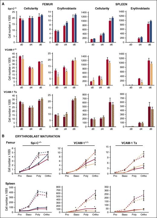 Figure 3. Erythroid responses to PHZ challenge in Spi-C–deficient and VCAM-1–deficient mice. (A) Cellularity and total number of Ebs in the femur (left panels) and spleen (right panels) of respective controls for each group of mice (red bars), Spi-C–deficient mice (blue bars, upper panels), VCAM-1–deficient mice (peach bars, middle panels), and control mice irradiated and transplanted with either control donor cells (red striped bars) or VCAM-1–deficient donor cells (peach striped bars, lower panel). (B) Erythroid maturation profiles in femur and spleen of Spi-C–deficient mice (blue lines, left panels) VCAM-1–deficient mice (peach lines, middle panels) and control mice irradiated and transplanted (Tx) with either control donor cells or VCAM-1–deficient donor cells (peach lines, right panels) and their respective controls (red lines) at day 4 (solid lines) and at day 6 post-PHZ (broken blue, peach, and red lines, respectively). Blue bars and lines, n = 3 for each time point; and peach bars and lines, n = 3 to 5 mice for each time point; red bars and lines, n = 6 to 12 mice for each time point. Significant difference over controls; *P < .05 d, day; Baso, basophilic Eb; Poly, polychromatophilic Eb; Ortho, orthochromatic Eb; Pro, proerythroblast.