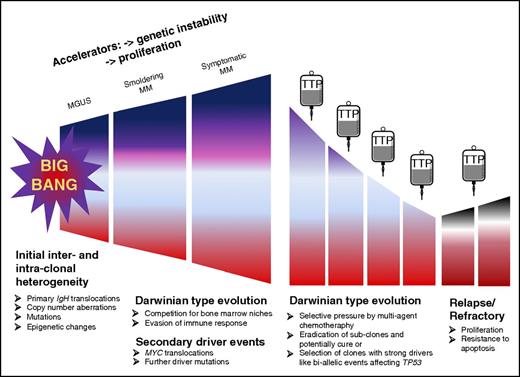 Figure 7. Model of multiple myeloma development and relapse. We postulate a model combining the recently introduced “Big Bang model”34 and Darwinian type of evolution. According to this model, “Big Bang” dynamics lead to the early establishment of intra-tumor heterogeneity, followed by a Darwinian type of evolution in which different subclones acquire additional aberrations and compete with each other and normal hematopoiesis for access to an appropriate bone marrow niche. Treatment can be thought of as generating a significant population bottleneck, which eradicates some subclones but may simultaneously select for clones with strong driver events that increase proliferation and resistance to apoptosis.