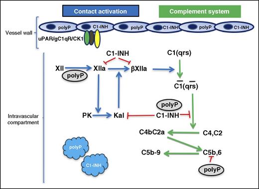 The relationship of polyP to factor XII (FXII) activation and C1s inhibition. Zymogen FXII auto-activates to FXIIa in the presence of polyP. FXIIa is converted to a fluid-phase activator βFXIIa by plasma kallikrein (Kal). βFXIIa has the ability to convert the macromolecular complex of C1(qrs) to its enzymatically active form C1(qrs). C1s produces C3 convertase (C4bC2a) from C4, C2. C1-INH in the presence of polyP inhibits C1s. C1-INH also is known to inhibit FXIIa, βFXIIa, and Kal. Plasma kallikrein is produced by FXIIa-activating plasma prekallikrein (PK). Plasma kallikrein also has the ability to convert FXII into FXIIa by reciprocal activation on polyP (not shown). These reactions may occur in the fluid phase of the intravascular compartment, but both platelets and endothelium contain polyP and C1-INH. FXII/FXIIa also has a multiprotein receptor on endothelial cells consisting of urokinase plasminogen activator receptor (uPAR), gC1qR, and cytokeratin 1 (CK1) that could localize these reactions. These studies show the novel finding that polyP activates FXII leading to complement activation and potentiates the inhibition of C1s by C1-INH.