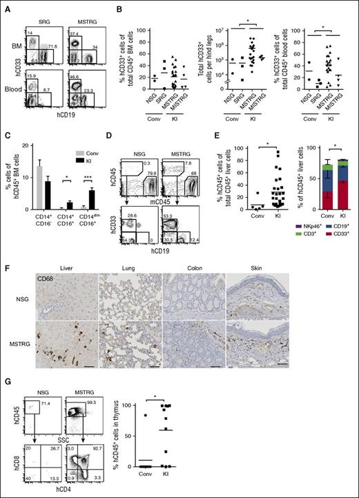 Figure 2. Human cell engraftment in lymphoid and nonlymphoid tissues in newborn recipients. (A) Representative FACS plots for hCD19+ and hCD33+ cells gated on hCD45+ cells in BM (top panels) and PB (bottom panels). (B) Frequency and absolute number of hCD33+ cells in BM (left) and frequency of hCD33+ cells in PB (right). Each plot shows data from an individual recipient engrafted with hCD45+ cells. Numbers beside gates indicate percentages of cells; n = 5 (Conv; 2 NSG and 3 SRG), n = 20 (KI; 16 MSTRG and 4 MISTRG). *P < .05 (Mann-Whitney U test). (C) Frequency of classical (CD14+CD16−) and nonclassical monocytes (CD14+CD16+ or CD14dimCD16+) among lineage (Lin; CD3, CD19, CD20)− hCD45+ cells in BM of engrafted recipient mice; data show mean + standard error of the mean; n = 5 (Conv; 2 NSG and 3 SRG), n = 22 (KI; 18 MSTRG and 4 MISTRG). *P < .05; ***P<.001 (Mann-Whitney U test). (D) Representative FACS plots of recipient mice (in liver 14 weeks posttransplantation) for hCD45+ cells (top panels), CD33+ or CD19+ cells gated on hCD45+ cells (bottom panels). Numbers beside gates indicate percentages of cells shown. (E) Percentage of hCD45+ cells among total CD45+ cells in liver (left graph); each symbol represents an individual recipient engrafted with hCD45+ cells, and bars indicate mean values. CD33+, CD19+, CD3+, and NKp46+ population among hCD45+ cells in the liver of engrafted mice (right); data show mean + standard error of the mean; n = 5 (Conv; 2 NSG and 3 SRG), n = 25 (KI; 21 MSTRG and 4 MISTRG). *P < .05 (Mann-Whitney U test; left) and *P < .05 (for CD33+ cells, 1-way ANOVA Kruskal-Wallis test with Dunn’s multiple comparison test; right). (F) Immunohistological staining of human myeloid cells (hCD68+) in nonlymphoid tissues (liver, lung, colon, and skin) of recipient mice. Bars represent 20 μm. Images are representative of at least 3 mice analyzed per group. (G) Representative FACS plots for hCD45+ cells (top panels) and double-negative, double-positive, CD4+ single-positive, and CD8+ single-positive thymocytes among hCD45+ cells (bottom panels) in the thymus of indicated recipient mice. Number of hCD45+ cells in the thymus is shown (right). Each symbol represents an individual recipient engrafted with hCD45+ cells; bars indicate mean values; n = 4 (Conv; 2 NSG and 2 SRG), n = 9 (KI; 9 MSTRG). *P < .05; ***P < .001 (Mann-Whitney U test).