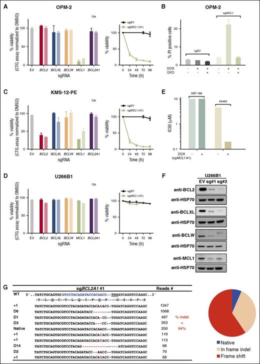 Figure 3. Efficient CRISPR/Cas9-mediated gene editing to mutate genes that encode the prosurvival BCL2 proteins. (A) The OPM-2 cell line relies on MCL1 for its survival. The viability of OPM-2 cells 72 hours after addition of doxycycline (DOX) to induce expression of sgRNAs that target BCL2, BCLXL, BCLW, MCL1, or BCL2A1 was determined with CellTiter-Glo assays.22 Two sgRNAs were tested for each gene: sgRNA#1 (darker shade) and sg#2 (lighter shade). The panel on the right shows the viability of cells expressing the empty vector (EV; control) or MCL1 sgRNA#1 0 to 96 hours after addition of DOX to induce expression of the guide RNAs. (B) Caspases mediate the killing of OPM-2 cells when MCL1 is genetically targeted. The proportion of dying cells (PI uptake determined by flow cytometry) of OPM-2 cells 24 hours after switching on the expression of the sgRNA (+ DOX) to target MCL1 was determined when cultured with (+) or without (−) the broad-spectrum caspase inhibitor Q-VD-OPh (25 μM). Data (means ± 1 SD) are derived from 2 independent experiments. (C) KMS-12-PE cells rapidly lose their viability when BCL2 or MCL1 is genetically ablated. Similar experiments to that in A, but undertaken with KMS-12-PE cells. Although genetically targeting BCLXL, BCLW, or BCL2A1 has no effect, targeting BCL2 or MCL1 readily kills KMS-12-PE cells. (D) Deleting BCL2, BCLXL, BCLW, MCL1, or BCL2A1 had no effect on the viability of U266B1 cells. Similar experiments to that in A and C, but undertaken with U266B1 cells. (E) U266B1 cells rely on MCL1 and BCLXL for their survival. The sensitivity (in IC50s) of U266B1 cells to selective inhibition of BCL2 (with ABT-199) or BCLXL (with A5463) was determined at 48 hours when MCL1 was genetically targeted (+DOX) or not (−DOX). Of note, the concomitant targeting of BCLXL (pharmacologically) and MCL1 (genetically) readily killed U266B1 cells, whereas the cotargeting of BCL2 and MCL1 did not. (F) Ablating BCL2, BCLXL, BCLW, or MCL1 protein expression. Immunoblotting of cell lysates prepared from pools of the human myeloma cell line U266B1 after DOX addition for 72 hours to induce expression of sgRNAs that target expression of the indicated proteins. Compared with the control cells expressing the empty vector (EV; left lanes), the levels of BCL2, BCLXL, BCLW, or MCL1 are significantly reduced in the pools analyzed. HSP70, loading control. (G) Efficient deletion of BCL2A1. Genomic DNA prepared from U266B1 expressing an sgRNA to BCL2A1 (sgRNA #1) was subjected to Sanger DNA sequencing. The table shows the top 10 sequencing reads; 94% of all the reads (3902 in total) were indels. Of these, the majority is predicted to be deleterious to expression of BCL2A1 by causing frame shift mutations (red in the pie chart); some were in frame indels (beige). Red dashes, deleted bases; red letters, insertions or substitutions. The sequencing data for all the sgRNAs used in our study, including those of the cells shown in panel D, as well as their characterization, are shown in supplemental Figure 5-13. The results in panels A, C, D, and E represent the data from representative experiments performed in triplicates and shown as means ± 1 SD.
