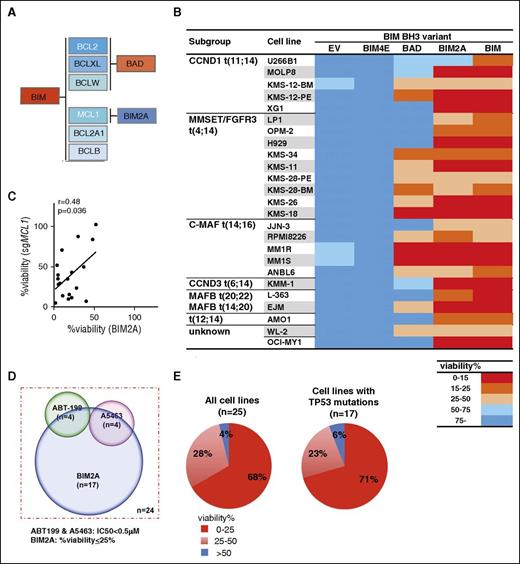 Figure 5. An orthogonal approach to target MCL1 confirms that most myeloma cell lines are rapidly killed when MCL1 is targeted. (A) Selectivity of wild-type BIM or its variants for the prosurvival BCL2 proteins. The BH3-only protein BIM binds to all the prosurvival BCL2 proteins with high affinity.40 BAD binds selectively to BCL2, BCLXL, and BCLW,40 whereas BIM2A, in which 2 of the key residues in the BIM BH3 domain are replaced with alanines, retains high binding affinity only for MCL1.41 BIM4E is an inert variant that fails to bind any of the prosurvival proteins.40 (B) Table summarizing the sensitivity of 25 human myeloma cell lines to expression of wild-type (WT) BIM or its variants. The myeloma cell lines were infected with lentiviruses expressing different BIM variants (A). The viability of the infected cells was determined using the CellTiter-Glo assay 24 hours after addition of DOX to induce expression of WT BIM or its variants, and normalized to that observed when the inert BIM variant (BIM4E) was expressed. A discrete heat map representation of the data are shown: red represents very strong killing (<15% viable cells), whereas blue (>75% viable cells) indicates the cells tolerated expression of the BIM variants. Notably, 17/25 lines (68% of those tested) are sensitive (viability reduced to <25%) to selective MCL1 inhibition with BIM2A. The data represent the mean values of 3 triplicate wells from a single experiment; the raw data are shown in supplemental Table 6. (C) Correlation between the sensitivity of myeloma cell lines to killing when MCL1 is genetically targeted by CRISPR/Cas9 (Figure 4) or by introduction of a MCL1-selective peptidyl antagonist, BIM2A (Figure 5B). The loss of viability of 19 myeloma cell lines after MCL1 is targeted by a sgRNA (y-axis) is correlated with the killing observed with a selective MCL1 ligand BIM2A (x-axis) (r=0.48, P = .036; the r and P values were determined with Pearson correlation analysis). (D) Most myeloma cell lines are sensitive to MCL1 inhibition. Venn diagram summarizing the sensitivity of a panel of 24 myeloma cell lines to inhibition of MCL1 (viability ≤ 25%; Figure 5B) with the selective peptidyl antagonist BIM2A, BCL2 (by ABT-199; Figure 1B) or BCLXL (by A5463; Figure 1B). Note that the WL-2 cell line, which is highly sensitive to both ABT-199 and A5463 (Figure 1B), but not to BIM2A (Figure 5B), cannot be accurately depicted, and therefore is excluded on this Venn diagram. (E) Myeloma cells lines that have deregulated TP53 function remain highly sensitive to MCL1 inhibition. Pie charts depict the degree of killing of the myeloma cell lines (left: 25 cell lines in total; right: 17 lines with mutated TP53) by the MCL1-selective peptidyl ligand BIM2A. Note that the fraction of cell lines harboring mutant TP53 that were killed by BIM2A (right) is indistinguishable from the cell line panel as a whole (left).