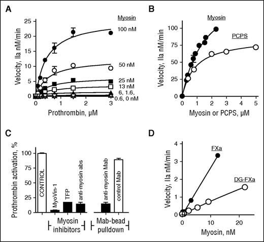 Figure 4. Skeletal muscle myosin promotes thrombin generation in purified prothrombinase reaction mixtures. (A) The effect of varying concentrations of myosin or prothrombin on the initial rate of prothrombin activation by factor Xa/factor Va. (B) The effects of myosin (●) or PCPS vesicles (Ο) on the initial rate of prothrombin activation by factor Xa/factor Va. (C) The effects on myosin’s enhancement of purified prothrombinase activity for 2 allosteric inhibitors of myosin (8 μM MyoVin-1 and 100 μM trifluoperazine) and for anti–myosin antibodies (abs) (0.9 mg/mL total protein), and the effect of pull-down of myosin using anti–myosin monoclonal antibody beads. (D) The effects of myosin on the initial rate of prothrombin activation by factor Xa/factor Va (●) and by DG-factor Xa/factor Va (Ο). Varying concentrations of myosin or phospholipid vesicles (PCPS, 80%/20% wt/wt) were incubated with factor Va (5 nM, final) and factor Xa (0.2 nM final) in TBS containing 0.5% BSA (TBSA) plus 5 mM CaCl2 at room temperature. Thrombin generation was initiated by the addition of prothrombin (concentration as indicated for panel A, 1.5 μM final for panel B, and 0.75 μM final for panels C and D) in TBSA containing 5 mM CaCl2. The reaction was quenched by adding EDTA (10 mM final) at 5 min (A) or 10 min (C,D). The reactions shown in panel B were quenched by EDTA (10 mM final) at 20, 40, and 60 seconds. Thrombin formation was quantified by the rate of substrate (Pefa TH) hydrolysis. For panel D, DG-factor Xa was used in place of factor Xa following the same protocol.