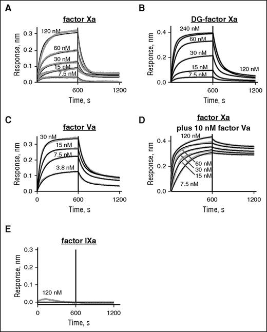 Figure 5. The binding of inactivated factor Xa (Xai) and factor Va to immobilized myosin were determined using BLI and the Octet Red system. Binding studies using BLI were conducted with factor Xai, DG-factor Xai, factor Va, and factor Xai in the presence of factor Va and factor IXai. Proteins were in buffer containing 50 mM Tris (pH 7.4), 0.6 mM MgCl2, 5 mM CaCl2, 0.005% Tween 20, and 0.1% PEG, 300 mM NaCl at room temperature. Skeletal muscle myosin was captured onto the Octet Red probe surface by monoclonal anti–myosin heavy chain (MF20) antibodies, and then after washing, the various proteins were loaded. The protein association and dissociation time courses were then monitored by Octet Red for 30 minutes at room temperature. There was negligible nonspecific binding of inactivated factor Xai or DG-factor Xai or factor Va to anti–myosin antibody coated sensors in the absence of myosin. Octet RED analysis software (ForteBio) was used to analyze the data from sensorgram data. The y-axis indicates the change in optical interference which is a result of the binding response. (A) Sensorgrams depicting the binding of factor Xai to immobilized myosin (ligand concentrations from top to bottom: 120, 60, 30, 15, and 7.5 nM). (B) Sensorgrams depicting the binding of DG-factor Xai to immobilized myosin (ligand concentrations from top to bottom: 240, 120, 60, 30, 15, and 7.5 nM). (C) Sensorgrams depicting the binding of factor Va to immobilized myosin (ligand concentrations from top to bottom: 30, 15, 7.5, and 3.8 nM). (D) Sensorgrams depicting the binding of factor Xai to myosin (ligand concentrations from top to bottom: 120, 60, 30, 15, and 7.5 nM) in the presence of 10 nM factor Va. (E) Sensorgrams depicting the absence of binding of 120 nM factor IXai to immobilized myosin. The solid black lines indicate best fits of the experimental data for association and dissociation reactions and were used to obtain values for kon and koff and calculation of Kd. In the presence of 5 mM EDTA and absence of Ca++ and Mg++ ions, neither factor Xai nor DG-factor Xai detectably bound to myosin (data not shown).