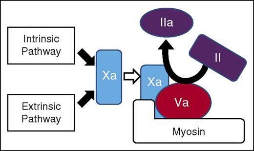 Figure 7. Thrombin generation can be driven by prothrombin activation on the surface of myosin, which binds factors Xa and Va. The intrinsic and extrinsic coagulation pathways converge at the generation of factor Xa, which is the key enzyme that activates prothrombin. As depicted here, both factor Xa and its cofactor, factor Va, bind to myosin, which potently promotes prothrombin activation to generate thrombin. Extensive data in this report lead to this novel scheme for prothrombin activation, which may occur on the surface of myosin independent of any particular cell surface.