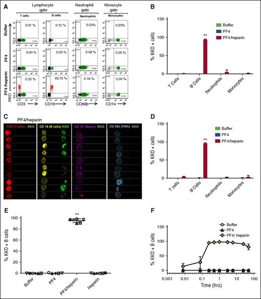Figure 1. PF4/heparin complexes bind preferentially to B cells in the peripheral blood. Whole blood from healthy donors was incubated with buffer or antigen (PF4 with or without heparin) followed by staining for cell-specific markers and KKO. Mean ± standard deviation (SD) of 3 independent experiments is shown. (A) Flow cytometric analyses of peripheral blood leukocytes. Leukocyte subpopulations were defined by forward scatter and side scatter characteristics (lymphocytes, neutrophils, and monocytes). Gated subpopulations were identified by cell-surface markers for T lymphocytes (CD3), B lymphocytes (CD19), neutrophils (CD66b), and monocytes (CD14) on the x-axis and for KKO staining on the y-axis for each antigen. The percentage of KKO-positive cells for each cell lineage appears in the upper right corner of each graph. (B) Graph of cell lineage–specific staining of flow data from (A). Binding of KKO to cell lineages incubated with antigen is shown. (C) ImageStream analysis of PF4/heparin binding to B cells. Cell-surface binding of PF4/heparin complexes is shown by imaging flow cytometry using fluorescently labeled cell-surface markers (CD3-APC, CD19-PE, CD14-APC, and CD66b-APC) and KKO-AF488 (green). For clarity, colors were reassigned to show T cells in red, B cells in yellow, monocytes in purple, and neutrophils in blue. (D) Graph of cell lineage–specific staining of ImageStream data from (C). (E) PF4/heparin complexes bind preferentially to B cells from multiple healthy donors. CD19+ cells were gated for KKO binding for various antigens. The graphs show percentage of KKO-positive B cells (mean ± SD) in various conditions from 6 healthy donors. Each colored symbol represents % KKO + B cells in an individual donor. (F) Kinetics of PF4/heparin binding to B cells. Whole blood was incubated with antigen for defined time points and stained with KKO/CD19. For each condition, time is shown on the x-axis and binding of KKO shown on the y-axis. **P < .005 compared with other data in graph.