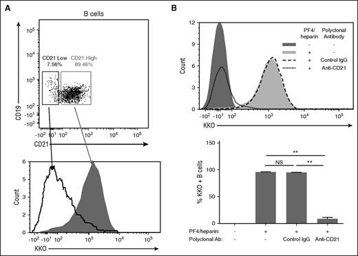 Figure 6. Complement-containing PF4/heparin complexes bind to CR2 (CD21) on B cells. (A) Binding of PF4/heparin to peripheral blood B cells correlates with CD21 expression. Whole blood was incubated with PF4/heparin and stained with labeled antibodies to CD19, CD21, and KKO. Top panel: gating of B cells based on CD21 expression; bottom panel: overlay histogram of KKO staining as a function of CD21 expression as low- (open curve with solid line) or high- (shaded area) expressing B cells. (B) CD21 mediates binding of complement-coated PF4/heparin complexes to B cells. Blood was incubated with anti-CD21 or control IgG before the addition of PF4/heparin. Top panel: a representative overlay histogram is shown for KKO staining of B cells with anti-CD21 or control IgG. Bottom panel: summary of results (mean ± SD) from 3 experiments for PF4/heparin binding to B cells after expression of CD21 was blocked with a polyclonal anti-CD21 antibody. **P < .005.