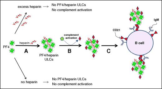 Figure 7. Activation of complement by PF4/heparin complexes and binding to B-cell CD21. (A) PF4 and heparin interact over a narrow range of molar ratios to generate ULCs. PF4 alone or PF4 with excess of heparin do not make ULCs. (B) ULCs activate complement and bind complement activation products (C3/C4). (C) Complement-coated ULCs bind to a B cell via CR2 (CD21).