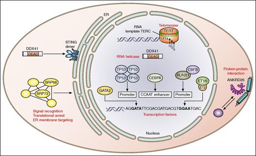 Figure 3. Cellular roles of proteins encoded by genes involved in HMMSs. Pathogenic germline mutations involved in HMMSs affect protein products that are involved in a variety of cellular mechanisms. CEBPA, ETV6, GATA2, RUNX1, and TP53 are transcription factors that localize to the nucleus.6,8,9,17-19,34,35,86 TERT and TERC both constitute subunits of telomerase and also localize to the nucleus.87 DDX41 is an RNA helicase and localizes to the cytosol.88 SRP72 is a ribonucleoprotein that is involved in signal recognition, RNA binding, and cellular trafficking.89 The function of ankyrin repeat domain-containing protein 26 is not well known, but the protein likely localizes to the inner part of the cell membrane and centrosome.80 ER, endoplasmic reticulum.