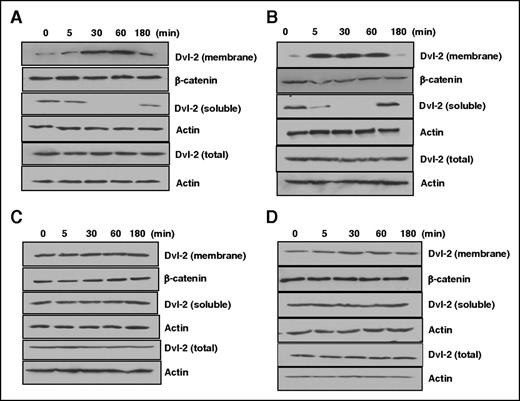 Figure 2. EPCR occupancy induces β-arrestin-2 dependent translocation of Dvl-2 to the plasma membrane independent of β-catenin. (A-D) Western blot analysis of cytoplasmic and membrane fractions of Dvl-2 in cell lysates using an anti-Dvl-2 antibody. EA.hy926 cells were treated with 20 nM APC (A), 2 nM thrombin + 50 nM PC-S195A (B), 2 nM thrombin alone (C), or 50 nM PC-S195A alone (D) for different times, and cell lysates were fractionated and analyzed by anti-Dvl-2 as described in “Materials and methods.” In all panels, the protein level of actin was monitored by an anti-actin antibody as a control for the total and cytosolic fraction of Dvl-2, whereas the β-catenin level was monitored as a control for the membrane fraction of Dvl-2.