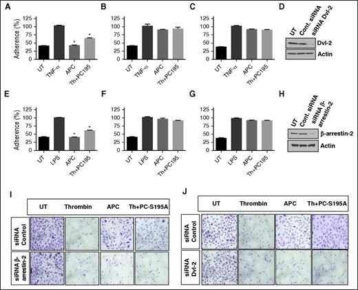Figure 3. EPCR occupancy inhibits the adhesion of THP-1 cells to cytokine-activated EA.hy926 endothelial cells through Dvl-2 and β-arrestin-2 biased signaling. (A-C) TNF-α (10 ng/mL)–mediated adherence of THP-1 cells to EA.hy926 cell monolayers was analyzed after treating monolayers with APC (20 nM) or thrombin (2 nM) + PC-S195A (50 nM) after transfecting cells with control siRNA (A), β-arrestin-2 siRNA (B), or Dvl-2 siRNA (C). (D) Western blot analysis of the efficiency of silencing by the control siRNA or the siRNA specific for Dvl-2. (E-G) The same as panels A-C except that the adherence of THP-1 cells to LPS (10 ng/mL)–stimulated endothelial cells were monitored. (H) Western blot analysis of the efficiency of silencing by the control siRNA or the siRNA specific for β-arrestin-2. (I-J) Analysis of EPCR-dependent cytoprotective activity of APC and thrombin by the clonogenic assay. Following transfection of EA.hy926 cells with control siRNA of siRNAs specific for β-arrestin-2 (I) or Dvl-2 (J), cells were treated with thrombin (2 nM), APC (20 nM), or thrombin (2 nM) + PC-S195A (50 nM) for 3 hours. Next, cells were treated with the apoptosis inducer staurosporine (1 µM) for 8 hours. Attached and viable cells were stained with crystal violet. *P < .05 as compared with TNF-α in panel A and LPS in panel E.