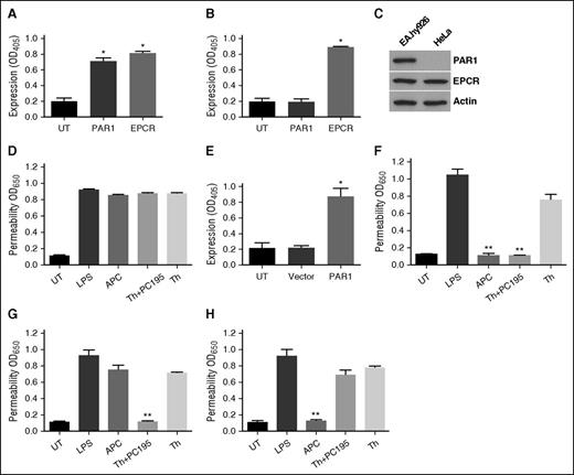 Figure 5. Analysis of expression of PAR1 and EPCR and cytoprotective signaling in PAR1-transfected HeLa cells. (A-C) The expression of PAR1 and EPCR in EA.hy926 cells (A) or HeLa cells (B) was evaluated by a cell-based ELISA or western blotting (C) using specific antibodies as described in “Materials and methods.” (D-H) Cell permeability in response to LPS (10 ng/mL) in HeLa cells transfected with PAR1 constructs. Confluent HeLa cells were transfected with the empty vector (D) or vector containing PAR-WT (F), PAR1-R46A (G), or PAR1-R41A (H), followed by treatment of cells with PAR1 agonists (20 nM APC, 2 nM thrombin alone, or 2 nM thrombin + 50 nM PC-S195A). Cells were then treated with LPS (10 ng/mL), and the permeability was monitored as described previously. (E) The efficiency of PAR1-WT transfection in HeLa cells was monitored by a cell-based ELISA. *P < .05 as compared with untreated control (UT) in panels A, B, and E; **P < .01 as compared with LPS in panels F, G, and H.