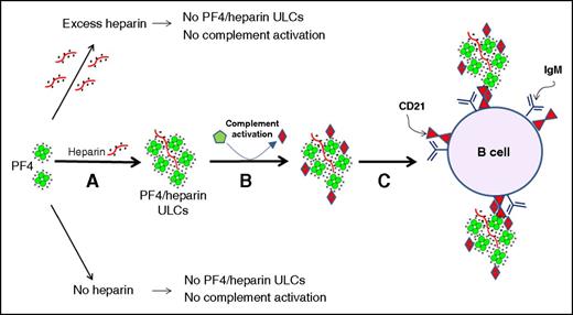 Activation of complement by PF4/heparin complexes and binding to B cell CD21. (A) PF4 and heparin interact over a narrow range of molar ratios to generate ULCs. PF4 alone or PF4 with excess of heparin do not make ULCs. (B) ULCs activate complement and bind complement activation products (C3/C4). (C) Complement-coated ULCs bind to a B cell via CR2/CD21. See Figure 7 in the article by Khandelwal et al that begins on page 1789.
