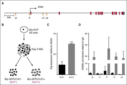 Figure 1. Mesoderm to hemangioblast transition is accompanied by increased Eng expression and chromatin accessibility at hematoendothelial regulatory elements. (A) Schematic representation of the ENG locus. The transcription start site is marked with an arrow. The −8-kb, +7-kb, and +9-kb enhancers and the promoter (P) are marked in orange; exons are marked in brown, and the 5′untranslated region is marked in cyan. (B) Schematic representation of Bry-GFP ES cell differentiation. At day 3 of EB differentiation, Bry-GFP+/FLK1− (G+F−) and Bry-GFP+/FLK1+ (G+F+) cells were sorted and analyzed by RT-PCR and ChIP. (C) Bar graph shows Eng mRNA expression levels in sorted FLK1+ve and –ve mesodermal cell populations in day 3 EBs generated from Bry-GFP ES cells. (D) Bar graph shows levels of enrichment of the active chromatin mark, H3K9Ac at Eng −8, P, +7, and +9 hematoendothelial enhancers relative to immunoglobulin G in prehemangioblast mesoderm (G+F−; black) and in hemangioblast mesoderm (G+F+; gray). Eng −4 was included as a negative control region. **P < .01, ***P < .001.