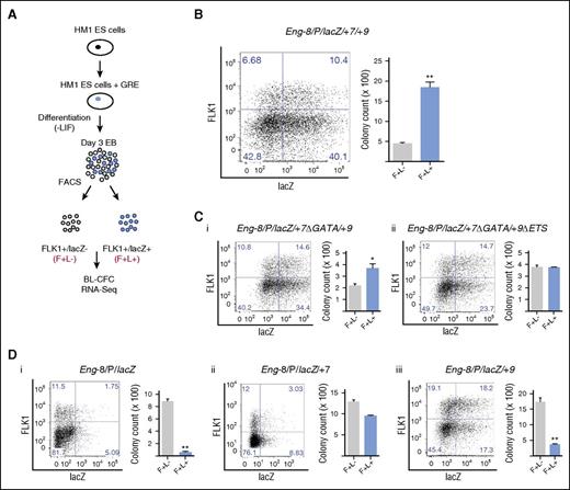 Figure 2. The Eng promoter when combined with the −8, +7, and +9 hematoendothelial enhancers targets FLK1+ mesodermal cells enriched for BL-CFC potential. (A) Schematic representation of the experimental procedure. The Eng −8/P/LacZ, Eng −8/P/LacZ/+7, Eng −8/P/LacZ/+9, Eng −8/P/LacZ/+7/+9, Eng −8/P/LacZ/+7Δ/+9, and Eng −8/P/LacZ/+7Δ/+9Δ reporter constructs were introduced by homologous recombination into the HPRT locus of HM1 ES cells. Recombinant clones were differentiated into day 3 EBs and stained for FLK1 expression and β-galactosidase activity. FLK1+/LacZ− (F+/L−; gray) and FLK1+/LacZ+ (F+/L+; blue) cells were sorted and seeded into BL-CFC assays. Fractions sorted from the Eng −8/P/LacZ/+7/+9 were further analyzed by RNA sequencing. (B) Flow cytometry profiles of Eng −8/P/LacZ/+7/+9 day 3 EBs (left). BL-CFCs from sorted F+/L− (gray) and F+/L+ (blue) fractions. (C) (i) Flow cytometry profile of day 3 EBs derived from ES cells targeted with Eng −8/P/LacZ/+7Δ/+9 (mutated GATA motifs in the +7 enhancer) is shown to the left with corresponding BL-CFCs from sorted F+/L− (gray) and F+/L+ (blue) fractions shown to the right. (ii) Flow cytometry profile of day 3 EBs derived from ES cells targeted with Eng −8/P/LacZ/+7Δ/+9Δ (mutated GATA motifs in the +7 enhancer and mutated ETS motifs in the +9 enhancer) and corresponding BL-CFCs from sorted F+/L− (gray) and F+/L+ (blue) fractions. (D) Flow cytometry profiles of day 3 EBs and BL-CFCs from sorted F+/L− (gray) and F+/L+ (blue) fractions are shown for ES cells targeted with (i) Eng −8/P/LacZ, (ii) Eng −8/P/LacZ/+9, and (iii) Eng −8/P/LacZ/+7. BL-CFC counts are the total number of blast colonies generated from 2 × 104 seeded cells. Statistical analysis was conducted using Student t test, *P < .05, **P < .01.