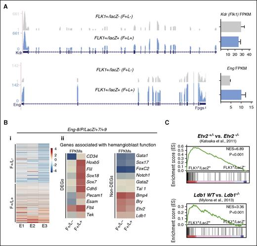 Figure 3. RNA sequencing of FLK1 mesoderm targeted by Eng −8/P/LacZ/+7/+9 identifies genes associated with hemangioblast activity. (A) RNA-sequencing profiles shows Kdr (Flk1) transcripts (top) and Eng transcripts (bottom) in the F+/L− and F+/L+ fractions. FPKM expression values are shown to the right. (B) (i) Heat map representation of up- and downregulated genes in FLK1+/LacZ− (F+/L−) and FLK1+/LacZ+ (F+/L+) fractions in 3 independent experiments. (ii) Expression (FPKM values) levels of genes that have previously been associated with hemangioblast function. The left panel shows a subset of genes that are differentially expressed between F+/L− and F+/L+ fractions, and the right panel shows a subset of genes that are not. (C) GSEA profiles shows the correspondence of genes that are differentially expressed between F+/L− and F+/L+ fractions and those that are differentially expressed in ETV2+/− vs ETV2−/− (top) and LDB wt vs LDB−/− gene sets. DEG, differentially expressed genes.