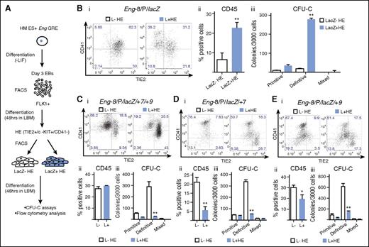 Figure 4. The Eng promoter in combination with the −8 endothelial enhancer targets HECs enriched for hematopoietic potential. (A) Schematic diagram outlining the experimental procedure. Recombinant ES cells generated using the Eng reporter constructs were differentiated into day 3 EBs. FLK1+ mesodermal cells were sorted from representative clones for each recombinant ES cell line and cultured in LBM. At 48 hours, CD41−/TIE2+/c-KIT+ (HE) cells were sorted into lacZ+ and lacZ– fractions. The sorted fractions were recultured in LBM for a further 48 hours followed by flow cytometry and CFU-C assays. (B) (i) CD41 and TIE2 expression in sorted c-KIT+ HE LacZ− (white) and LacZ+ (blue) fractions (after 2 days of reculture) derived from Eng −8/P/LacZ ES cells. (ii) Percentage of CD45+ cells generated from LacZ− and LacZ+ HE fractions. (iii) Bar chart shows the number and type of hematopoietic colonies generated by each fraction. (C) (i-iii) Corresponding data to (B) generated from Eng −8/P/LacZ/+7/+9 ES cells. (D) (i-iii) Corresponding data to (B) generated from Eng −8/P/LacZ/+7 ES cells. (E) (i-iii) Corresponding data to (B) generated from Eng −8/P/LacZ/+9 ES cells. Primitive and definitive colonies were scored after 4 and 9 days, respectively. Statistical analysis was conducted using Student t test, *P < .05, **P < .01.