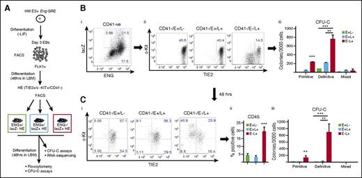 Figure 5. Hematopoietic potential is highest in Eng −8/P/lacZ targeted HE cells that do not express surface ENG. (A) Schematic diagram outlining the experimental procedure. FLK1+ mesodermal cells were sorted from day 3 EBs generated from the Eng −8/P/LacZ recombinant ES cell line and cultured in liquid blast culture media. At 48 hours, CD41−/TIE2+/c-KIT+ (HE) cells were sorted into ENG+/LacZ−, ENG+/LacZ+, and ENG−/LacZ+ fractions. These fractions were either directly seeded into CFU-C assays (B) or recultured in LBM for a further 48 hours and analyzed by flow cytometry and CFU-C assays (C). (B) (i-ii) Flow cytometry shows the frequencies of CD41−/TIE2+/c-KIT+ (HE) cells in ENG+/lacZ+, ENG+/lacZ−, and ENG-lacZ+ fractions. (iii) CFU-C potential of each sorted fractions in (i). (C) (i) Flow cytometry analysis of CD41 and TIE2 expression in sorted HE cell fractions after 2 days of reculture in LBM. (ii) Bar chart shows the percentage of CD45− positive cells in sorted fraction. (iii) Bar chart shows hematopoietic colony numbers from each fraction. Primitive and definitive colonies were scored after 4 and 9 days, respectively. Statistical analysis was conducted using Student t test, **P < .01, and ***P < .001.