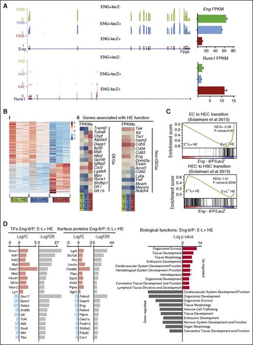 Figure 6. Transcriptomic analysis of HE fractions identifies genes associated with HE to hematopoietic transition. (A) RNA-sequencing profiles show Eng transcripts (top) and Runx1 transcripts (bottom) in the E+/L−, E+/L+, and E−/L+ fractions. FPKM expression values are shown to the right. (B) (i) Heat map representation of up- and downregulated genes in ENG+/LacZ− (E+/L−) HE, ENG+/LacZ+ (E+/L+) HE, and ENG−/LacZ+ (E−/L+) HE fractions in 3 independent experiments. (ii) Expression (FPKM values) levels of genes that have previously been associated with HE. The top panel shows a subset of genes that are differentially expressed between E+/L−, E+/L+, and E−/L+ fractions, and the bottom panel shows a subset of genes that are not. (C) GSEA profiles show the correspondence of genes that are differentially expressed between the E+/L−, E+/L+, and E−/L+ fractions and those that are differentially expressed in EC vs HECs (top) and HECs vs HSC gene sets. (D) TFs and CSRs that are up- and downregulated in the Eng −8/P E−/L+ HE fraction. The log fold changes (logFC) and log false discovery rates (logFDR) are listed for each gene.
