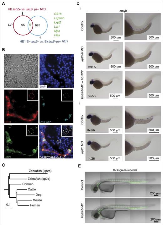 Figure 7. Lrp2 is required for normal definitive hematopoiesis. (A) Venn diagram shows the overlap of genes that are UP in FLK1 mesoderm enriched for BL-CFCs and/or HE cells enriched for hemogenic potential. (B) Immunohistochemistry of E10.5 Ly6aGFP AGM shows coexpression of GFP and LRP2 in ECs and hematopoietic clusters. The insets show the same sections at low magnification. (C) Homology relationships of zebrafish lrp2a and lrp2b coding sequences with that of Lrp2 in different vertebrate species. (D) ISH for the HSC marker cmyb in zebrafish at 36 hpf. (i) Low (left) and high (right) magnification images of control zebrafish (top row), lrp2 a/b morpholinos (middle row), and lrp2a/b morpholinos coinjected with hLRP2 mRNA (bottom row) zebrafish. (ii) Low (left) and high (right) magnification images of control zebrafish (top row) and lrp2b morpholinos. (E) Confocal images of flk:zsgreen reporter embryos show an intact vasculature in both control (top) and lrp2a/b morphant (bottom) embryos. DA, dorsal aorta; NC, notochord; NT, neural tube.