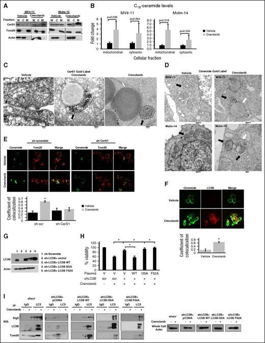 Figure 3. C18-ceramide accumulates in mitochondria and binds to LC3B to recruit autophagosomes to mitochondria. (A) MV4-11 or Molm-14 cells are fractionated to purify mitochondrial and cytosolic fractions followed by western blot to detect CerS1 in the purified fractions. Tom20 was used as a marker for mitochondrial fraction (M) and actin was used as a marker for cytosolic fraction (C); (B) HPLC-MS-MS measurement of C18-ceramide in mitochondrial and cytosolic fractions. (C) Electron microscopy (EM) visualization of MV4-11 cells treated with crenolanib and gold labeled with CerS1 antibody. Black arrows indicate gold label in mitochondria and white arrows indicate autophagosome. (D) EM visualization of MV4-11 or Molm-14 cells treated with crenolanib and gold labeled with ceramide antibody. Black arrows indicate gold label in mitochondria and white arrows indicate autophagosomes. (E) Treated sh-scr and sh-CerS1 cells are dual labeled with ceramide antibody and Tom20 mitochondrial marker and visualized using confocal microscopy. White arrows indicate colocalization. The quantification of ceramide-Tom20 colocalization from confocal microscopy was performed using the ImageJ Fiji software (right panel). (F) Crenolanib-treated MV4-11 cells are dual labeled with ceramide antibody and LC3B autophagosomal marker and visualized using confocal microscopy. White arrows indicate colocalization. (G) Western blot to detect LC3B protein in sh-LC3B cells reconstituted with LC3B WT or LC3B mutants (I35A and F52A) that cannot bind ceramide. (H) Percentage of viability measured using MTT assay for sh-scr, sh-LC3B, sh-LC3B+LC3B WT, sh-LC3B+LC3B I35A, and sh-LC3B+LC3BF52A, treated with crenolanib for 24 hours. (I) Autophagosomes were purified from vehicle or crenolanib treated in sh-LC3B cells reconstituted with LC3B WT or LC3B mutants (I35A and F52A) that cannot bind ceramide. This was followed by a western blot to detect autophagosome markers (Atg5 or LC3B) and Tom20 mitochondria marker. Values indicate mean ± SD of n = 3 independent experiments. *P value of <.05 using the 2-sided Student t test. C, cytosolic fraction; M, mitochondrial fraction; W, whole cell.