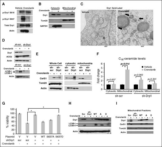 Figure 4. FLT3 inhibition–induced ceramide-mediated lethal mitophagy requires Drp1 S637 dephosphorylation and activation. (A) Western blot measuring p-Drp1 S616 and p-Drp1 S637 in cells treated with FLT3 inhibitor for 6 hours. (B) Western blot detecting Drp1 in mitochondrial and cytosolic fraction after 6 hours of crenolanib treatment. Tom20 was used as a marker for mitochondria and glyceraldehyde-3-phosphate dehydrogenase (GAPDH) was used as a marker for cytosolic fraction. (C) EM visualization of crenolanib-treated cells gold labeled with Drp1. (D) ACO2 and LC3B in crenolanib-treated sh-scr vs sh-Drp1 cells. (E) Western blot to measure CerS1 in mitochondrial and cytosolic fractions obtained from crenolanib-treated sh-scr and sh-Drp1 cells. (F) C18-ceramide measured by MS HPLC-MS-MS in mitochondrial and cytosolic fraction purified from crenolanib-treated sh-scr and sh-Drp1 cells. (G) Percentage of viability measured using the MTT assay in sh-scr, sh-Drp1, sh-Drp1+Drp1WT, sh-Drp1+Drp1S637A, and sh-Drp1+Drp1S637D cells in response to 24-hour treatment with 5 μM crenolanib. (H) Western blot to detect LC3B in sh-Drp1 cells reconstituted with Drp1S637A (A) or Drp1S637D (D) mutants. (I) Western blot to detect CerS1 in purified mitochondrial fractions from sh-Drp1 cells reconstituted with Drp1 S637A (A) or Drp1 S637D (D) mutants. Tom20 and actin levels were used as positive and negative controls, respectively. Values indicate mean ± SD of n = 3 independent experiments. *P value of <.05 using the 2-sided Student t test.