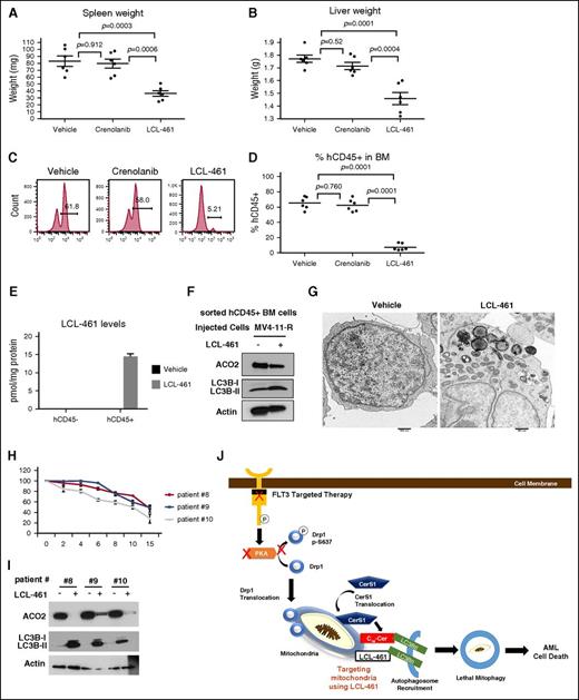 Figure 7. LCL-461 has anti-AML effect in AML mouse model and in human AML blasts. (A) Measured weights of harvested spleen at day 30 after injection of cells. (B) Measured weights of harvested liver. (C-D) FACS analysis to measure the percentage of injected MV4-11-R cells (hCD45+ cells) in the bone marrow. Values indicate mean ± SD of n = 6 mice. P values are generated using ANOVA. (E) MS measuring LCL-461 in sorted hCD45+ cells vs hCD45− cells. (F) Western blot to measure ACO2 and LC3B in sorted hCD45+ cells. (G) Electron microscopy visualization of the morphology of sorted hCD45+ cells obtained from bone marrow of mice injected with vehicle or LCL-461. Values indicate mean ± SD of n = 3 mice. P values are generated using the 2-sided Student t test. (H) AML bone marrow blasts obtained from FLT3+ patients were treated with different doses of LCL-461 to measure percentage of viability at 24 hours. (I) AML bone marrow blasts obtained from FLT3+ patients were treated with 8 μM LCL-461 followed by western blot to measure ACO2 matrix protein degradation and LC3B lipidation. (J) Scheme illustrating the mechanism by which targeting mitochondria using LCL-461 results in lethal mitophagy in FLT3+ AML.