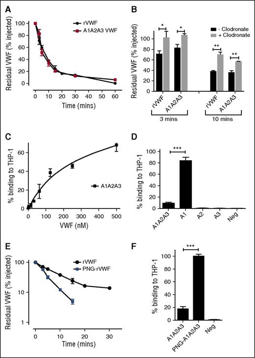 Figure 1. The A domains of VWF modulate macrophage-mediated clearance. (A) The in vivo clearance of a monomeric A1-A2-A3 VWF fragment in VWF−/− mice was compared with that of full-length rVWF. At each time point, the residual circulating VWF concentration was determined by VWF:antigen ELISA. All results are plotted as percentage residual VWF levels relative to the amount injected. Data are presented as mean ± SEM. In some cases, the SEM cannot be seen due to its small size. Mean residence times for full-length and A1-A2-A3 were 11.3 ± 0.6 and 10.0 ± 0.61 minutes, respectively. (B) To study the role of macrophages in modulating clearance of A1-A2-A3 and full-length rVWF, in vivo clearance studies were repeated in VWF−/− mice 24 hours following clodronate-induced macrophage depletion. Blood was collected at 3- and 10-minute time points, and residual VWF quantified by ELISA. (C) The in vitro binding of A1-A2-A3 to macrophages was assessed using THP-1 macrophage cells as detailed in “Materials and methods.” (D) Individual A-domain proteins A1, A2, and A3 were examined for binding to THP-1 macrophages. Significant binding was observed for the A1 domain compared with the A2 and A3 domains (*P < .05, **P < .01, and ***P < .001, respectively; negative control is no VWF). (E) To investigate the role of VWF carbohydrate determinants in modulating VWF clearance, rVWF was treated with PNGase F (PNG-rVWF). N-linked glycan removal was confirmed using a specific lectin ELISA. In vivo survival was then measured in VWF−/− mice as before. Results are plotted as percentage residual VWF:antigen levels relative to the amount injected. Data are represented as mean ± SEM. (F) To assess a potential role for VWF N-linked glycans in the A domains in regulating macrophage binding, A1-A2-A3 was treated with PNGase to remove the N-linked glycans in the A2 domain at N1515 and N1574 (PNG-A1A2A3). The ability of PNG-A1A2A3 to bind to THP-1 macrophages in the presence of ristocetin was then compared with WT A1-A2-A3 using HiContent image analysis as before. Data are graphed as percentage binding relative to maximal (mean ± SEM) (****P < .001).