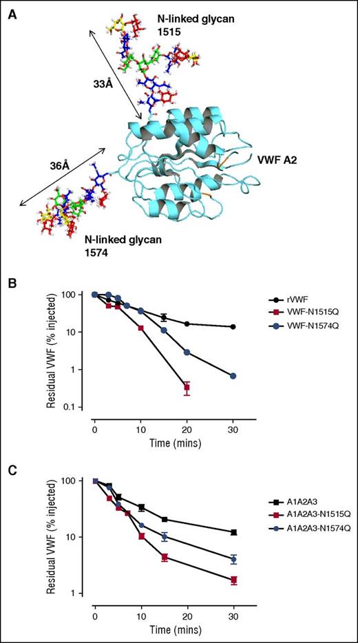 Figure 2. N-linked glycans at N1515 and N1574 are critical determinants of VWF clearance in vivo. (A) A model of the VWF A2 domain was prepared as previously described.66 Mass spectrometry analysis of human pd-VWF has provided extensive information regarding the N-glycome of VWF. Utilizing this information, a model of the VWF A2 domain with its associated glycans was constructed using Glycam Glycoprotein Builder software. N1515 and N1574 glycans structures were mapped onto the A2 domain crystal structure using this glycan modeling. This in silico analysis revealed that the complex glycans at N1515 and N1574 were both of significant size, spanning ∼33 Å and ∼36 Å in length, respectively. (B) To investigate a potential role for specific glycan sites in influencing VWF clearance, N1515 and N1574 in the A2 domain were targeted for removal by site-directed mutagenesis (VWF-N1515Q and VWF-N1574Q, respectively). In vivo clearance studies of these VWF glycan variants were performed as before and compared with WT rVWF. (C) Given that the glycans N1515 and N1574 reside within the A2 domain of VWF, we further sought to examine if these glycans could also influence the in vivo survival of an A1A2A3 VWF truncated fragment. To this end, site-directed mutagenesis was performed to eliminate the glycan at N1515 (A1A2A3-N1515Q) and N1574 (A1A2A3-N1574Q). Clearance examined in VWF−/− mice as before. All results are plotted as percentage residual VWF:antigen levels relative to the amount injected. Data are presented as mean ± SEM.