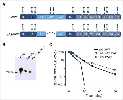 Figure 3. N-linked glycans within the VWF A2 domain regulate enhanced clearance. Our findings suggest that the N-linked glycan within A2 may have a specific role in modulating VWF clearance. To examine if glycans outside the A2 domain may also influence VWF survival, a fragment of VWF with the A2 domain deleted was constructed. (A) Consequently, this VWF variant (ΔA2-VWF) fails to express the N-linked glycans N1515 and N1574. (B) This VWF variant was subjected to PNGase F treatment (PNG ΔA2-VWF) to remove all remaining N-linked glycans. (C) Clearance was assessed in VWF−/− mice as before. All results are plotted as percentage residual VWF:antigen levels relative to the amount injected. Data are presented as mean ± SEM.