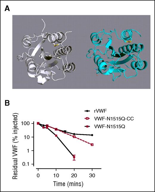 Figure 7. Removal of the N-linked glycans at N1515 does not enhance clearance in VWF with a structurally constrained A2 domain. (A) To examine a potential role for A2 domain conformation in modulating clearance VWF, a previously described cysteine-clamp mutation (N1493C/C1670S) was inserted into full-length rVWF (rVWF-CC) and VWF-N1515Q (VWF-N1515Q-CC). This mutation creates a structurally constrained A2 due to the presence of a long-range disulfide bridge, homologous to those present in the A1 and A3 domains. (B) Clearance was assessed in VWF−/− mice. All results are plotted as percentage residual VWF:antigen levels relative to the amount injected. Data are presented as mean ± SEM.
