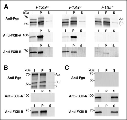Figure 5. In the absence of FXIII-A2, FXIII-B2 coprecipitates with plasma fibrinogen. Fibrinogen was precipitated from (A) F13a+/+, F13a+/−, or F13a−/− mouse plasma, (B) FXIII-depleted human plasma reconstituted with rFXIII-B2, or (C) afibrinogenemic mouse plasma using glycine. Panels show representative western blots for fibrinogen (Fgn), FXIII-A, and FXIII-B in the initial plasma (I), pellet (P), or supernatant (S) under reducing (Fgn) or nonreducing (FXIII-A, FXIII-B) conditions. Note in panel A, plasma albumin in I and S samples causes the Aα-chain to migrate faster than in the P samples. Blots are representative of N = 3 experiments with mouse plasmas and N = 2 experiments with human plasma.