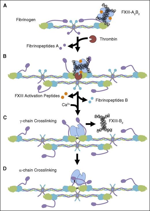 Figure 6. FXIII-A2B2 binding to fibrinogen residues γ390-396 promotes FXIII-A2 B2 activation and activity. (A) Fibrinogen is composed of 2 Aα- (purple), 2 Bβ- (teal), and 2 γ-chains (green) arranged in a trinodular structure with 2 distal D domains and a central E domain. The Aα-chains have a C-terminal domain (αC) that extends beyond the D domain. FXIII-A2B2 circulates bound to fibrinogen γ-chain residues 390-396 via the FXIII-B subunits. (B) Once coagulation is initiated, thrombin interacts with the fibrinogen E domain and cleaves fibrinopeptides A from the Aα-chains. As fibrin monomers polymerize, FXIII-A2B2 associated with γ390-396 is brought into contact with thrombin at the D:E:D interface to form a ternary complex.40 This complex facilitates thrombin-mediated activation peptide cleavage from the FXIII-A subunits.22-28,40 (C) Following activation peptide cleavage, fibrin promotes the calcium-mediated FXIII-B subunit dissociation from the FXIII-A subunits to yield FXIIIa.12,22 FXIIIa then crosslinks (black line) the nearby γ-chains yielding γ-γ dimers.20 This γ-chain crosslinking also promotes dissociation of FXIII-B2 from the fibrin clot.12 (D) FXIIIa translocates from the γ-chain to the αC region, binding at or near α-chain residue E396,11,44,45 and catalyzes the formation of crosslinks between fibrin α-chains and between fibrin and other plasma proteins.