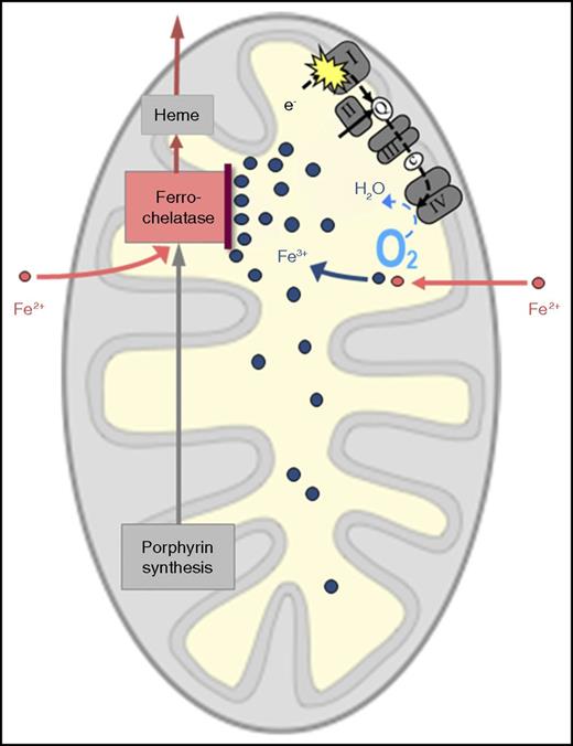 Probable mechanism of RC dysfunction causing mitochondrial iron overload. I, II, III, and IV represent multienzyme complexes of the RC. c, cytochrome c; e-, electron(s); Q, coenzyme Q.
