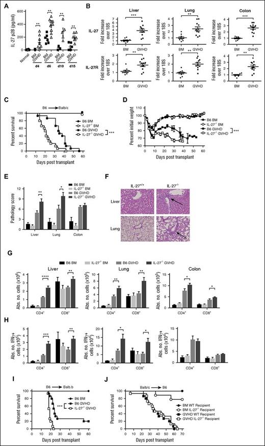 Figure 1. Transplantation with IL-27p28−/− marrow grafts exacerbates GVHD. (A) Lethally irradiated (900 cGy) Balb/c mice were transplanted with B6 BM alone (▪, n = 5-6 per time point) or together with B6 spleen cells (adjusted to yield an αβ T-cell dose of 0.7 × 106) (△, n = 5-11 per time point). Normal nontransplanted Balb/c mice served as controls (●, n = 6). Plasma IL-27p28 levels are depicted at each time point in individual animals. (B) IL-27 and IL-27R messenger RNA expression in the liver, lung, and colon of Balb/c mice transplanted with B6 BM alone (5 × 106) (●, n = 10) or B6 BM and B6 spleen cells (adjusted to yield an αβ T-cell dose of 0.3 × 106) (▪, n = 11) 3 weeks posttransplantation. (C-D) Lethally irradiated (900 cGy) Balb/c recipients were transplanted with B6 BM alone (●, n = 9), IL-27−/− BM alone (○, n = 9), B6 BM and B6 spleen cells (▪, n = 15), or IL-27−/− BM and spleen cells (□, n = 15) (adjusted to yield an αβ T-cell dose of 0.6 × 106 cells). Overall survival and serial weight curves are depicted. (E) Pathological scores of liver, lung, and colon from Balb/c mice transplanted with B6 BM (black bar), IL-27−/− BM (light gray bar), B6 BM and spleen cells (medium gray bar), or IL-27−/− BM and spleen cells (dark gray bar) 14 days posttransplantation. Data are from 6 to 12 mice per group. (F) Representative hematoxylin and eosin–stained sections of the lung and liver of animals transplanted with B6 BM and spleen cells or IL-27−/− BM and spleen cells as in panel E. Arrows denote areas of periportal and perivascular lymphocytic infiltration. Original magnification is ×50 for photomicrographs. (G-H) Lethally irradiated Balb/c recipients were transplanted with B6 BM alone (black bars, n = 9), IL-27−/− BM (light gray bars, n = 9), B6 BM and B6 spleen cells (medium gray bars, n = 15), or IL-27−/− BM and spleen cells (dark gray bars, n = 15). The absolute number (Abs No) of donor-derived CD4+ and CD8+ T cells (G) and CD4+ and CD8+ T cells that secreted IFN-γ (H) in the liver, lung, and colon 14 days posttransplantation is depicted. (I) Lethally irradiated (900 cGy) Balb.B mice were transplanted with B6 BM alone (●, n = 9), B6 BM and B6 spleen cells (▪, n = 15), or IL-27−/− BM and spleen cells (□, n = 15) (adjusted to yield an αβ T-cell dose of 6 × 106 cells). (J) Lethally irradiated (1100 cGy) B6 (▪, n = 15) or IL-27−/− (□, n = 15) animals were transplanted with Balb/c BM and spleen cells (adjusted to a dose of 4.8 × 106 αβ T cells). B6 (●, n = 9) or IL-27−/− (○, n = 9) mice reconstituted with Balb/c BM alone served as controls. Overall survival is depicted. Results are from 2 to 3 experiments in all panels. *P < .05, **P < .01, ***P < .001.