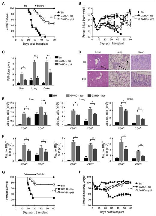 Figure 2. Antibody blockade of IL-27p28 signaling mitigates the severity of GVHD. (A-B) Irradiated Balb/c recipients were transplanted with B6 BM alone (●, n = 9), or B6 BM and B6 spleen cells (adjusted to yield an αβ T-cell dose of 0.6 × 106 cells) and treated with either an isotype (Iso) control (▪, n = 15) or p28 antibody (□, n = 15). Overall survival and serial weight curves are depicted. (C) Pathological scores of liver, lung, and colon from Balb/c mice transplanted with B6 BM (black bars, n = 8), or B6 BM and B6 spleen cells and treated with either isotype control (light gray bars, n = 15) or p28 antibody (dark gray bars, n = 13-15) 4 weeks posttransplantation. (D) Representative hematoxylin and eosin–stained sections of the liver, lung, and colon from animals transplanted with B6 BM and spleen cells and then treated with isotype control or p28 antibody as in panel C. Arrows denote areas of periportal and perivascular lymphocytic infiltration, respectively. Original magnification is ×50 for liver and lung, and ×100 for colon photomicrographs. (E-F) Balb/c recipients were transplanted with B6 BM alone (black bars, n = 6-8) or B6 BM and B6 spleen cells and treated with either an isotype control (light gray bars, n = 14-15) or p28 antibody (dark gray bars, n = 14-15). The absolute number of donor-derived CD4+ and CD8+ T cells (E) and CD4+ and CD8+ T cells that secreted IFN-γ (F) in the liver, lung, and colon 14 days posttransplantation is depicted. (G-H) Lethally irradiated Balb.B mice were transplanted with B6 BM alone (●, n = 9) or B6 BM and B6 spleen cells (adjusted to yield an αβ T-cell dose of 6 × 106 cells) and then treated with an isotype control (▪, n = 15) or p28 (□, n = 15) antibody. Overall survival and serial weight curves are depicted. Results are from 2 to 3 experiments in all panels. *P < .05, **P < .01, ***P < .001.