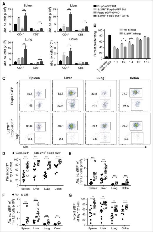 Figure 6. Absence of IL-27R expression on Tregs enhances reconstitution and stabilizes Foxp3 expression. (A) Lethally irradiated Balb/c recipients were transplanted with B6 Foxp3EGFP BM (black bars, n = 5), IL-27R−/−Foxp3EGFP BM (light gray bars, n = 5), B6 Foxp3EGFP BM and spleen cells (medium gray bars, n = 9), or IL-27R−/−Foxp3EGFP BM and spleen cells (dark gray bars, n = 9) (adjusted to yield an αβ T-cell dose of 0.7 × 106 cells). The absolute number of Tregs in the spleen, liver, lung, and colon is depicted. Data are results from 2 experiments. (B) Column-purified Cell Trace Violet–labeled B6 Thy1.2+ T cells (1 × 105) were cultured with Balb/c CD11c+ dendritic cells (5 × 104) alone or in the presence of varying ratios of sorted CD4+Foxp3EGFP+ or CD4+IL-27R−/−Foxp3EGFP+ Tregs for 5 days in triplicate wells. Control wells are depicted as black bars. Data are presented as the mean percentage ± SEM of Cell Trace Violet low expressing cells and are representative of 1 of 3 experiments with similar results. (C-E) Irradiated Balb/c mice were transplanted with B6.PL BM plus B6.PL spleen cells (0.6 × 106 αβ+ T cells) with either 0.6 × 106 CD4+Foxp3EGFP Tregs or CD4+IL-27R−/−Foxp3EGFP Tregs. Representative dot plots depicting the percentage of Thy1.2+Foxp3+ Tregs in the spleen, liver, lung, and colon that retained expression of Foxp3 2 weeks posttransplantation is shown in panel C. The percentage and absolute number of CD4+Thy1.2+Foxp3+ T cells in the same tissue sites are depicted in panels D and E, respectively. (F-G) Irradiated Balb/c mice were transplanted with B6.PL BM and spleen cells (0.6 × 106 αβ+ T cells) along with 0.6 × 106 sorted Thy1.2+CD4+Foxp3EGFP+ T cells. Cohorts of mice then received either an isotype control or p28 antibody on days 0 and 6. The absolute number and percentage of Thy1.2+CD4+Foxp3+ T cells in the spleen, liver, lung, and colon are depicted in panels F and G. Data are from 2 experiments. *P < .05, **P < .01, ***P < .001.