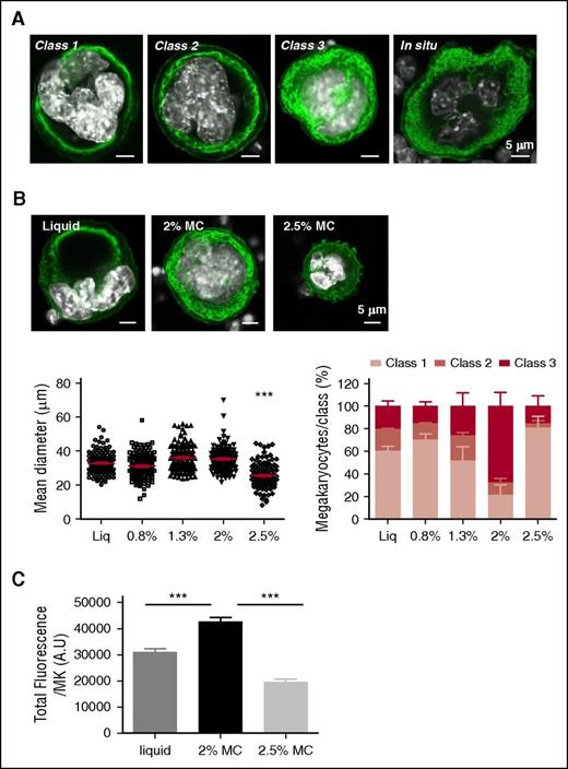 Figure 3. MC-cultured WT MKs display in situ–like DMS development and morphology. (A) Confocal microscopy images of MKs from either 3-day in vitro cultures or in situ BM section, showing the various morphologies of the DMS. The plasma membrane and DMS are labeled with an anti-GPIbβ antibody (green) and the nucleus with 4′,6-diamidino-2-phenylindole (DAPI; white). Images are representative of at least 3 different experiments. Scale bar = 5 µm. (B) Impact of the MC medium on MK morphology following 3-day culture. In the upper panel, the DMS appears in green and the nucleus appears in white as in (A). Scale bar = 5 µm. In the lower panel, the mean diameter of MKs (left) and their proportion in each class (right) are shown for liquid and MC hydrogel (0.8, 1.3, 2 and 2.5%) cultures. Results are expressed as the mean ± SEM in 3 independent cultures, with a total of at least 100 MKs examined. ***P < .0001 using 1-way analysis of variance (ANOVA) with Bartlett’s test comparing the 2.5% MC condition to all other conditions. (C) Bar graphs represent the total cell fluorescence for GPIbβ staining in liquid cultures and 2% or 2.5% MC hydrogels. Data are representative of 3 different cultures for each condition, with a total number of 137, 134, and 120 MKs analyzed for liquid cultures and 2% and 2.5% MC gels, respectively. Results are expressed as the mean ± SEM: ***P < .0001 using a 1-way ANOVA analysis with a Newman-Keuls posttest.