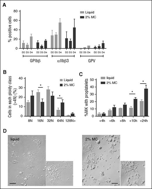 Figure 5. MC culture improves MK ploidy and proplatelet formation. (A) Expression of MK markers (αIIbβ3, GPIbβ, and GPV) on Lin− cells after 2, 3, or 4 days in liquid or 2% MC culture (% of total viable cells). Bar graphs represent 3 different flow cytometric analyses of 3 independent cultures, and results are expressed as the mean ± SEM. No significant difference observed between both culture conditions at each time point (2-way ANOVA). (B) Flow cytometric analysis of the percentage of MKs in each ploidy class at day 4 of differentiation, considering only cells of ploidy > 4 N. Bar graphs are representative of 6 independent experiments. *P < .05 using Student t test. Mean ploidy ± SEM: 33.18 ± 3.55 N for MC cultures vs 25.58 ± 2.20 N for liquid cultures (n = 6, P = .09). (C) Bar graphs represent the percentages of cells extending proplatelets in liquid and 2% MC cultures after 4, 6, 8, 10, or 24 hours following resuspension in liquid medium. A total of at least 300 MKs were examined in each kinetic. Results are the mean ± SEM in 4 independent experiments; *P < .05 using Student t test. (D) Images of MKs bearing proplatelets after 3 days in liquid or 2% MC medium followed by 1 day resuspension in liquid medium.