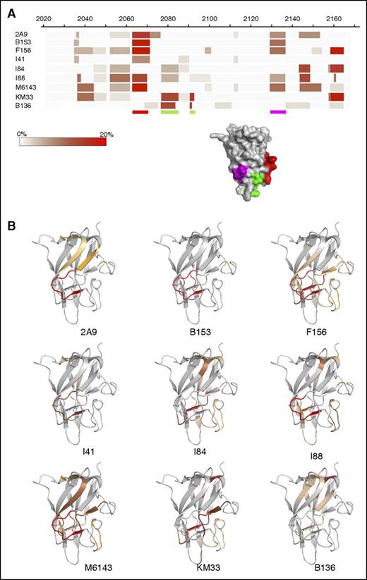 Figure 2. Anti-C1 domain antibodies epitope mapping by HDX MS. (A) Heat map demonstrating percentage of H/D exchange protection of HSA-C1 fVIII protein in the presence of the anti-C1 mAbs. The color scale represents the difference in percentage of deuterium exchange per residue between antigen alone and antigen/mAb mixtures at 120 seconds (antigen/mAb subtracted from antigen) in which the darker shades represent decreased deuterium exchange in the presence of anti-C1 mAbs. The red and purple shaded regions on the C1 domain corresponding to the red and purple bars below the heat map adapted from the crystal structure of fVIII (Protein Data Bank ID code 4BDV) represents regions of reduced deuterium exchange rate by group A mAbs. The red shaded region and bar corresponds to the proposed primary binding epitope for group A mAbs. The green bars below the heat map and green shaded region on the fVIII C1 domain crystal structure corresponds to the proposed phospholipid binding site for group AB mAb KM33 and group B mAb B136. (B) Binding regions for each anti-C1 mAb imposed on the C1 domain. Shaded regions represent sequences with decreased deuterium exchange in the presence of the anti-C1 mAb. Regions shaded red correspond to sequences with increased H/D exchange protection and orange shaded regions correspond to sequences with a lesser degree of protection in HDX-MS.