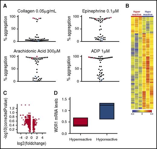 Figure 1. Platelet mRNA profiling in 6 healthy subjects and downregulation of WDR1 expression in participants with hyperreactive vs hyporeactive participants. (A) Platelet aggregation measurements by aggregometry in response to low doses of platelet agonists. Each dot represents the percentage of aggregation for each individual subject in response to submaximal collagen (0.05 µg/mL), epinephrine (0.1 µM), AA (300 µM), or ADP (1 µM). Subjects with hyperreactive platelets have >80% aggregation whereas subjects with hyporeactive platelets have <20% aggregation in response to collagen, epinephrine, AA, and ADP. Red and blue dots represent the 6 subjects with hyperreactive (n = 3) and hyporeactive (n = 3) platelet phenotypes, respectively. The maximum aggregation response was used to classify groups and was thus significantly different between the 3 hyperreactive and 3 hyporeactive subjects (ADP, 94.5% ± 2.7% vs 11.3% ± 3.7%; collagen, 90.9% ± 2.6% vs 5.5% ± 3.8%; epinephrine, 92.7% ± 2.9% vs 8.0% ± 4.4%; AA, 91.1% ± 3.6% vs 9.0% ± 6.9%; mean ± SEM). (B) Heatmap of platelet mRNA gene expression in subjects with a hyperreactive vs a hyporeactive platelet phenotype. Red and blue characterize upregulated and downregulated genes, respectively. (C) Volcano plot for genes with a fold change higher than 1.5 between hyperreactive and hyporeactive platelets. (D) Validation of WDR1 expression by quantitative PCR in subjects with a hyperreactive (n = 3) vs a hyporeactive (n = 3) platelet phenotype (P = .10, 1-sided Mann-Whitney U test). Data are median ± IQR. *P < .05, hyperreactive vs hyporeactive group.