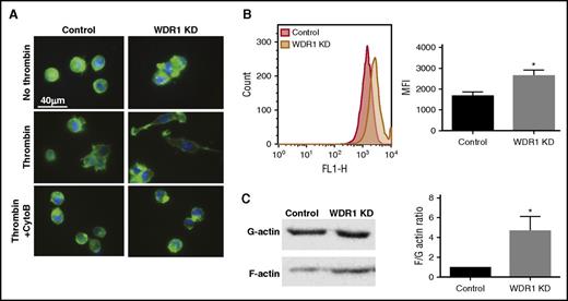 Figure 4. WDR1 regulates actin cytoskeleton dynamics. (A) F-actin staining with phalloidin of adherent WDR1 KD or control cells 12 hours after stimulation with or without thrombin 1 U/mL on collagen-coated coverslips. In the bottom right panel, WDR1 KD MEG-01 cells were also treated with cytochalasin B, an inhibitor of actin polymerization. F-actin (green), 4′,6-diamidino-2-phenylindole (blue). (B) Unactivated WDR1 KD or control MEG-01 cells stained with phalloidin-fluorescein isothiocyanate were analyzed on flow cytometry. Data are mean ± SEM of 3 experiments (P = .02, Student t test). (C) Comparison of F-actin-to-G-actin ratio in control and WDR1 KD MEG-01 (left panel) based on a immunoblot analysis (right panel). Data are mean ± SEM of 3 experiments (P = .04, Student t test). *P < .05 vs control MEG-01 cells. MFI, mean fluorescence intensity.