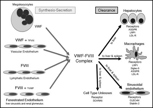 Figure 1. Details of the sites of synthesis and clearance of VWF and FVIII. Although the synthesis of VWF has long been known to be the vascular endothelium and megakaryocytes, the location of FVIII expression has only recently been confirmed in some types of endothelial cell: in fenestrated forms of endothelium (liver sinusoidal endothelium and glomerular endothelium), in lymphatic endothelium, and in some high endothelial venules. In most forms of endothelium, VWF and FVIII are not coexpressed. Clearance of VWF and FVIII occurs most frequently as a complex, in the sinusoids of the liver and spleen where a range of lectin and scavenger receptors expressed on macrophages, sinusoidal endothelium, and hepatocytes bind to and internalize the 2 proteins. Protein clearance is influenced by factors such as shear, desialylation, and protein sequence variants. SCARA5, scavenger receptor class A, member 5.