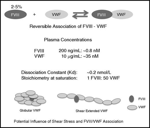 Figure 2. Dynamic equilibrium between VWF and FVIII and details of the VWF-FVIII association under normal conditions of synthesis, secretion, and clearance. Whereas the vast majority of VWF circulates as an FVIII-free protein in the circulation, the opposite is true for FVIII with 95% to 98% being in complex with VWF.128 Although of relatively high affinity (KD, 0.2 nM), complex formation is characterized by a temperature-sensitive highly dynamic equilibrium, with rapid association and dissociation rate constants (2-4 × 106 M−1 s−1 and 0.3-6 × 10−3 s−1), respectively.129 The influence of shear on the VWF-FVIII association and configuration is unresolved but may play a role in modulating clearance and immunogenicity.