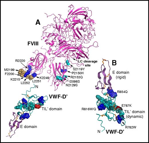 Figure 3. VWF-D′ solution structure. FVIII and VWF-D′ domain structures. Residues where substitutions affected or would be expected to affect binding affinity are shown in spherical representation (blue, positively charged; red, negatively charged; brown, hydrophobic; turquoise, neutral). (A) Hydrophobic FVIII-C2 residues M2199, F2200, L2251, and L2252 interact with VWF, whereas flanking surface-exposed residues R2215, R2220, and K2249 make this FVIII-C2 region positively charged. Five noncysteine hemophilic FVIII-C1 domain amino acid substitutions that affected FVIII-VWF binding (http://www.factorviii-db.org/) are indicated. The cleavage site for the FVIII light-chain (LC) acidic peptide is also indicated. VWF-D′ is oriented with its flexible TIL′ domain approaching FVIII. (B) VWF-D′ is oriented here with its rigid E domain at the top. Noncysteine amino acids whose substitutions are associated with type 2N VWD are shown in spherical representation, and those affecting charged side chains are labeled. Disulfide bonds are shown in orange stick representation.